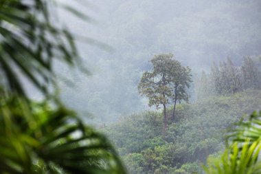 Yağmur ve beyaz sis sis tropik orman