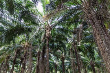 Afrika palmiye yağı Ekim Tayland Elaeis guineensis veya Amerika papağanı-yağ