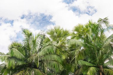 Mavi gökyüzü önünde yeşil tropic egzotik palmiye ağacı yaprakları