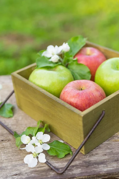 鲜甜多汁红色和绿色的苹果花在花园中的木制背景上 — 图库照片