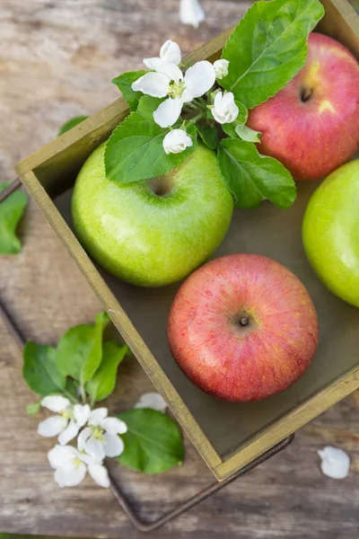 Manzanas Rojas Verdes Jugosas Dulces Frescas Con Flores Sobre Fondo — Foto de Stock