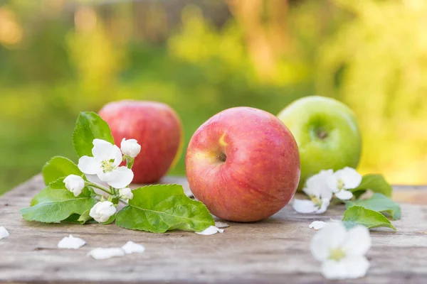 Manzanas Rojas Verdes Jugosas Dulces Frescas Con Flores Sobre Fondo — Foto de Stock