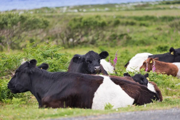 緑の草原フィールドで完璧な農場の牛 — ストック写真