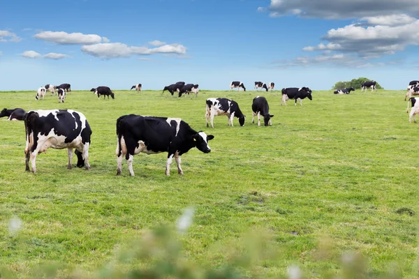 Perfect Farm Cows Green Meadow Field — Stock Photo, Image