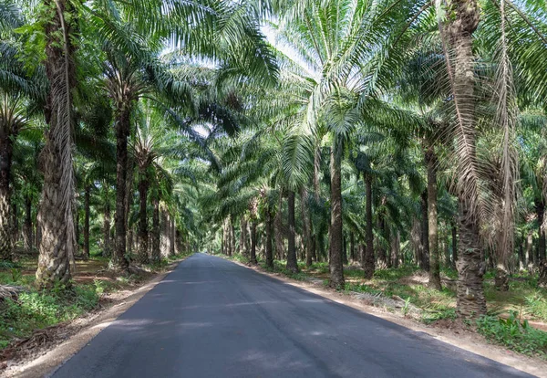 African oil palm plantation in Thailand Elaeis guineensis or macaw-fat