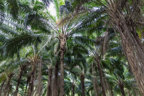 African oil palm plantation in Thailand Elaeis guineensis or macaw-fat