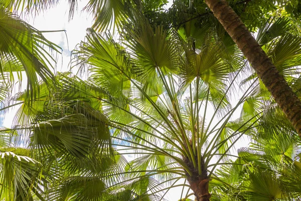 Grüne Tropische Exotische Palmenblätter Vor Blauem Himmel — Stockfoto