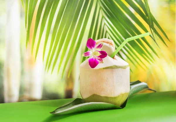 Bebida de água de coco verde fresca exótica tropical perto da palma da mão com flor de orquídea — Fotografia de Stock