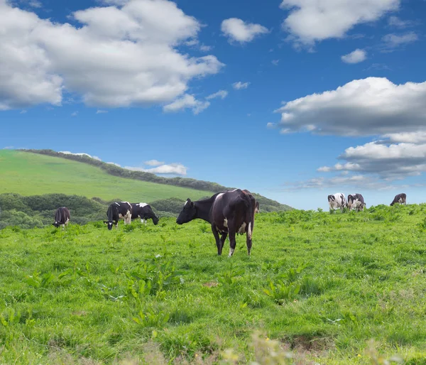 在一片绿色的草地上完美农场奶牛 — 图库照片