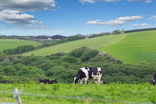 Vacas de granja perfectas en un prado verde — Foto de Stock