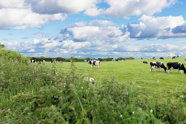 녹색 풀밭에 완벽 한 농장 소 — 스톡 사진