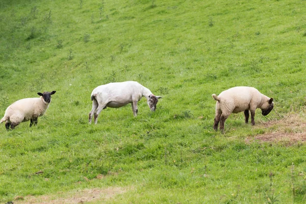 Idillische Landschaft mit Schafen, Lämmern, Widder auf einem perfekten saftig grünen Grasfeldern und Hügeln in der Nähe des Ozeans — Stockfoto