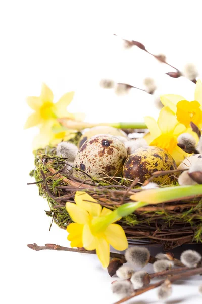 Huevos de Pascua en el nido con narciso — Foto de Stock