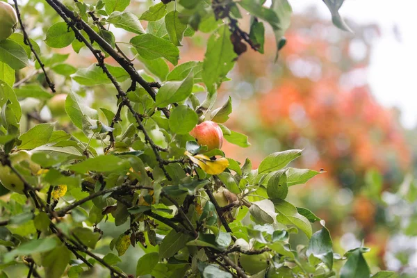 Rode appelboom op kleurrijke achtergrond. Verse vegetarische gezonde voeding. Biologische landbouw achtergrond. — Stockfoto