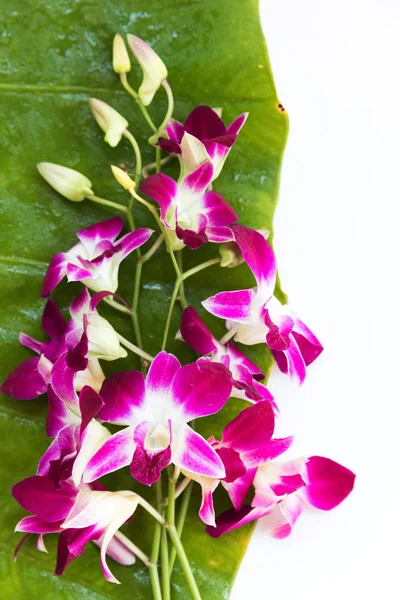 Фіолетова орхідея для декоративного дизайну. Романтична квітка кордону. Квітковий фон . — стокове фото