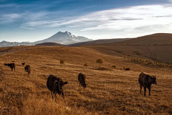 Elbrus bölge. Alpine mera. Rusya