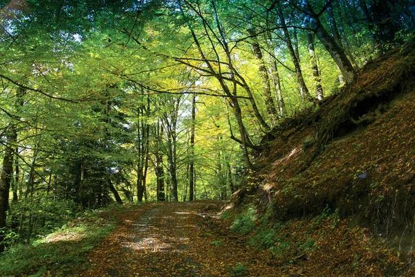 kirli bir yolun Bzerpi zirve için. Caucasus