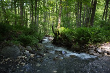Mzımta Nehri'nin kollarından Pszlukh var. Caucasus. Sochi. Rusya