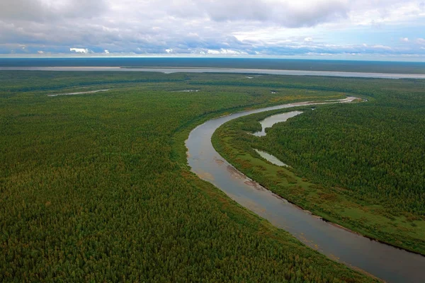 Yenisey Irmağı taşkın yatağının alt kısımlarında Far Krasnoyarsk Bölgesi kuzeyinde bir seyreltilmiş çim kapaklı willows (pençe) topluluklar tarafından karşılanmaktadır. Russi