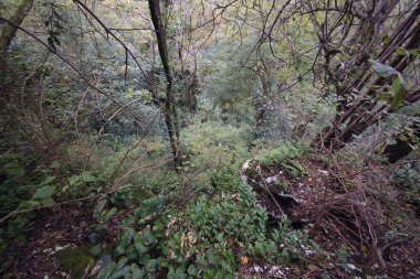 Sochi Karadeniz Sahil Sutropical ortamda yaban hayatı