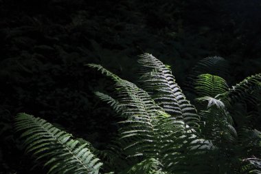 Modern ferns - bir kaç eski bitki