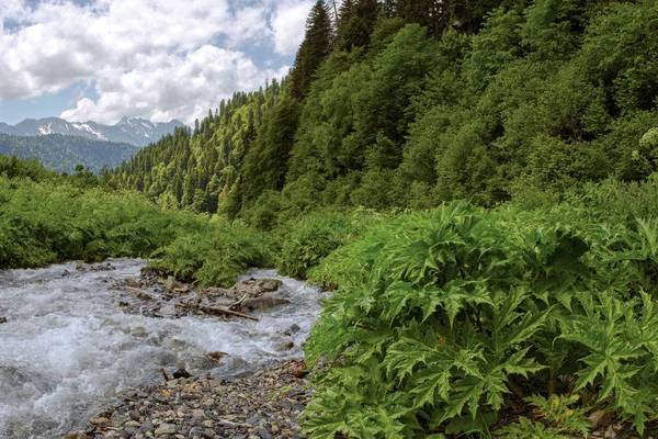 Mzımta Nehri'nin kollarından Pszlukh var. Caucasus. Sochi. Rusya