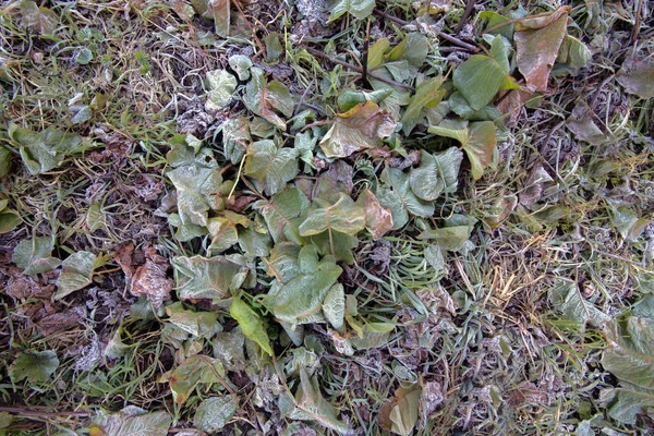 Dağlarda ilk frost
