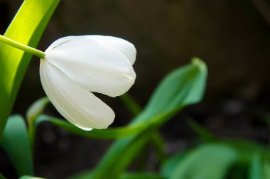 Beyaz Lale yakın çekim bahçede