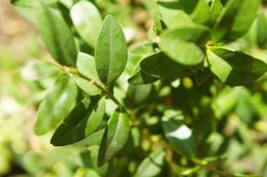 Bush Şimşir, yeşil bush dekoratif peyzaj tasarımı için