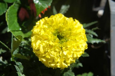 Tagetes patula sarı sarı çiçek yaprakları bir şapka gibi yuvarlak