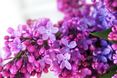 Lila yakın çekim, dalları, güzel kokulu leylak güneş bahar çiçekli