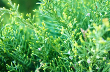 Bush, Mazı (bitki). Güzel yeşil Noel Mazı ağaçlarının yaprakları. Mazı (bitki) dal, Mazı occidentalis herdem yeşil bir iğne yapraklı ağaçtır.