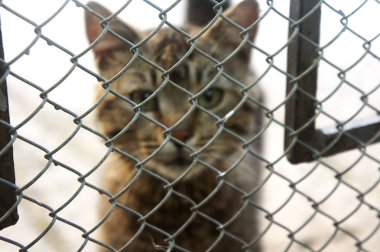 Onun kafes parmaklıklar arkasından bakan tabby yavru kedi