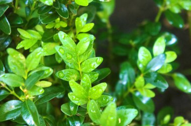 Bush Şimşir, yeşil bush dekoratif peyzaj tasarımı için