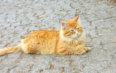 zencefil kedi asfalt üzerinde yatıyor