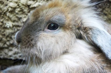 gri bir tavşan namlu