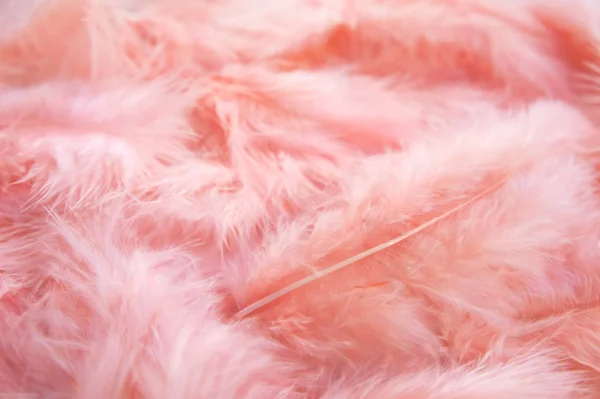 pink delicate feathers background. feminine pink fluffy background