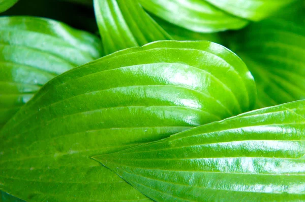 Большие зеленые тропические листья цветка с большими венами. текстура листьев цветов — стоковое фото