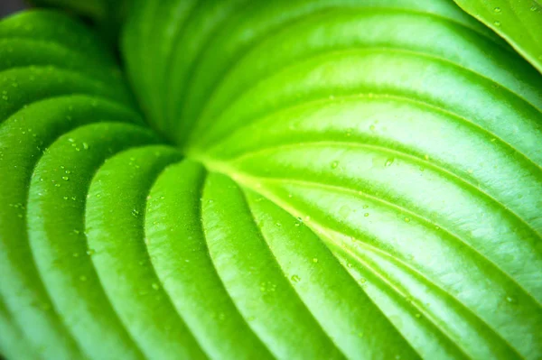 Una hoja verde tropical grande primer plano después de una lluvia de verano, gotas en una hoja, hoja ondulada textura — Foto de Stock