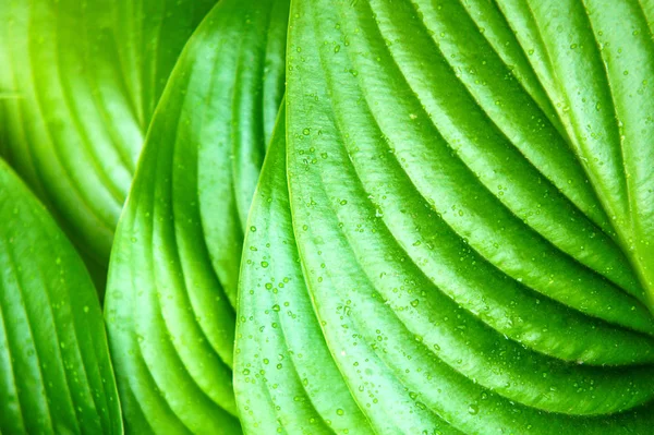 Hojas verdes tropicales después de la lluvia de verano, hojas verdes grandes con venas — Foto de Stock