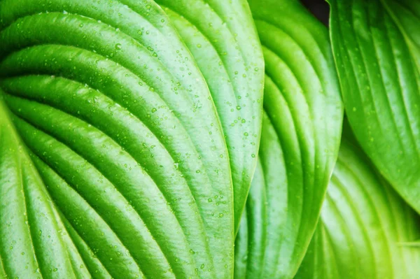 Hojas verdes tropicales después de la lluvia de verano, hojas verdes grandes con venas — Foto de Stock