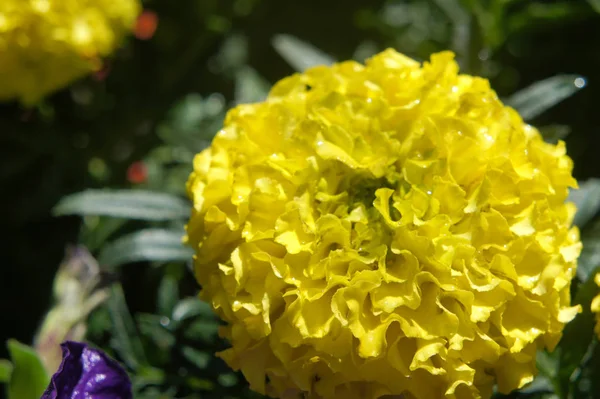 Tagetes patula amarelo pétalas de flores amarelas redondas como um chapéu — Fotografia de Stock