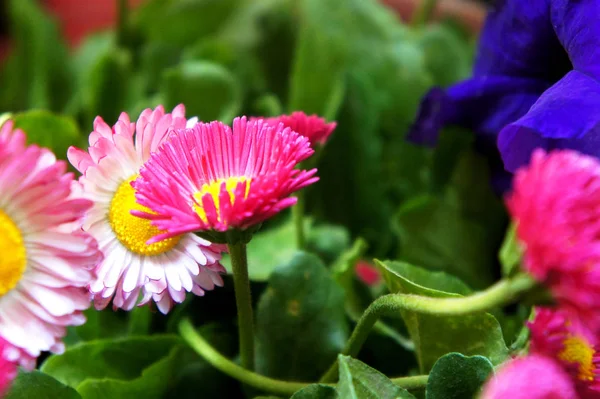 Rosa blomma prästkragar Bellis perennis blommor i trädgården, söt glad daisy hybrid — Stockfoto