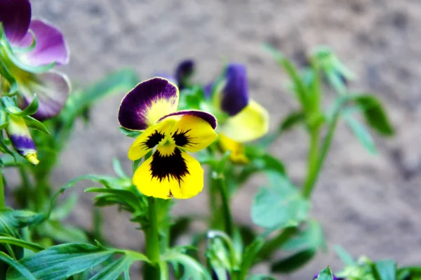 Flor de cachorro solitário flor de cachorro amarelo roxo — Fotografia de Stock