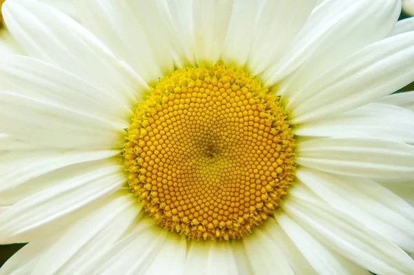 Manzanilla de flor grande blanca, flores manzanilla primer plano, pétalos blancos medios amarillos, primer plano — Foto de Stock