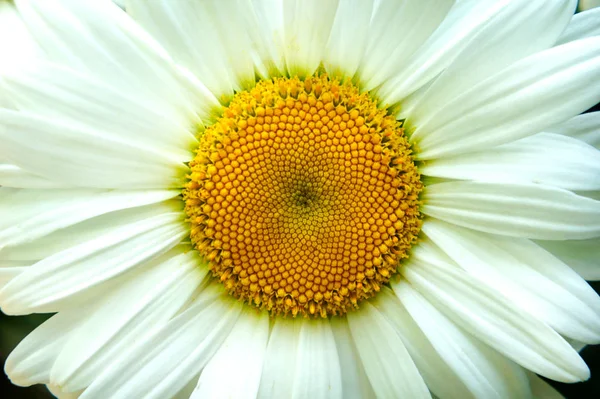 Vit gul mitten vita kronblad, närbild, stor blomma kamomill blommor kamomill närbild — Stockfoto