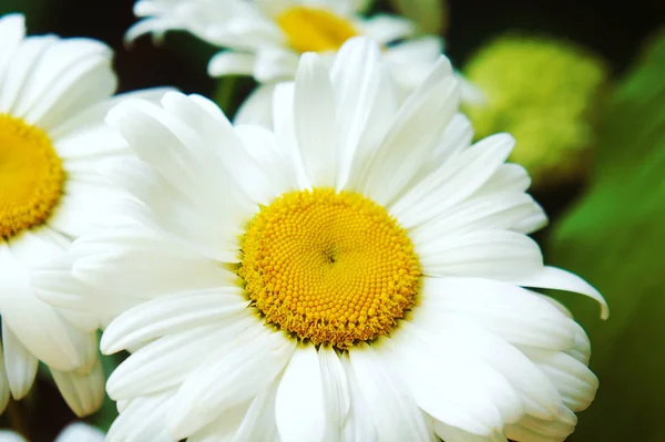 Vit gul mitten vita kronblad, närbild, stor blomma kamomill blommor kamomill närbild — Stockfoto