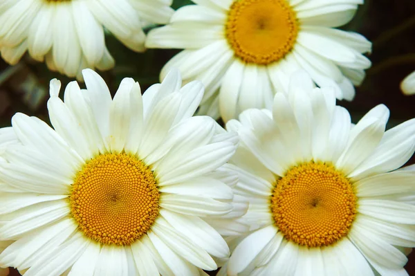 Vit gul mitten vita kronblad, närbild, stor blomma kamomill blommor kamomill närbild — Stockfoto