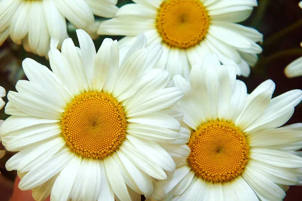 Vit gul mitten vita kronblad, närbild, stor blomma kamomill blommor kamomill närbild — Stockfoto