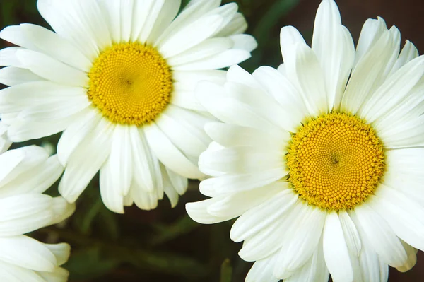 Vit gul mitten vita kronblad, närbild, stor blomma kamomill blommor kamomill närbild — Stockfoto